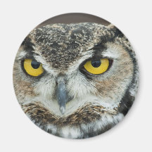 Great Horned Owl Refrigerator Magnets