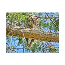 Great Horned Owl Sleeping Photo Stretched Canvas Prints