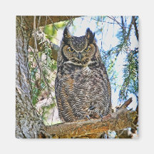 Great Horned Owl Staring Fridge Magnets