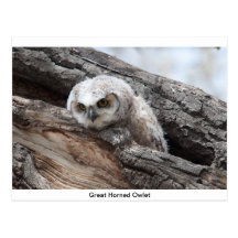 Great Horned Owlet Post Card