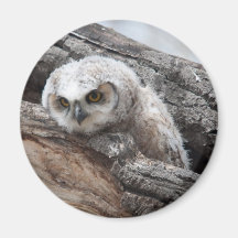 Great Horned Owlet Refrigerator Magnets