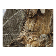 Great Horned Owlet - Wildlife Photography Print