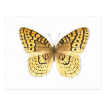 Great Spangled Fritillary Butterfly Postcard
