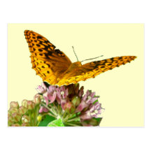 Great Spangled Fritillary Coordinating Items Post Card