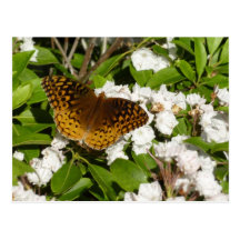 Great Spangled Fritillary Postcard