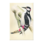 Great Spotted Woodpecker Canvas Print