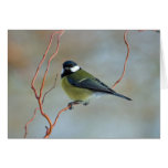 Great Tit on branch in winter card