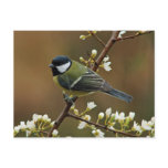 Great Tit on rainy day postcard