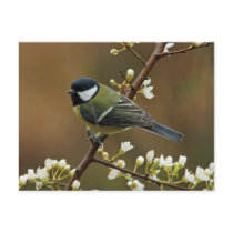 Great Tit on rainy day postcard