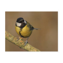 Great Tit
