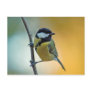 Great Tit - postcard