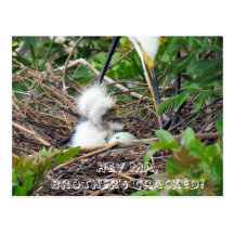 Great White Egret Chicks with Hatching Egg Post Card
