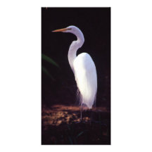 Great White Egret Customized Photo Card