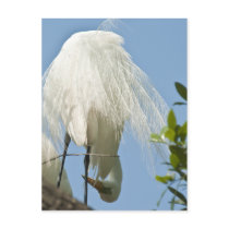 Great White Heron Bottoms Up