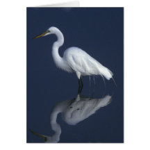 Great White Heron  Greeting Card