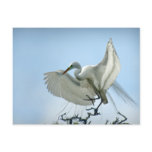 Great White Heron Photograph Post Card
