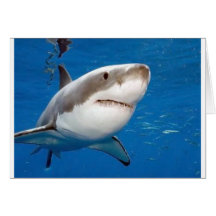 Great White Shark Cards