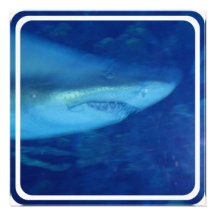 Great White Shark Invitation