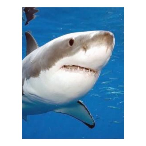 Great White Shark Letterhead Design