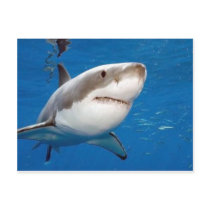 Great White Shark Postcard