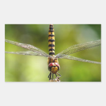 Greater Crimson Glider Dragonfly Stickers