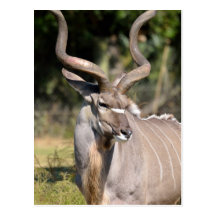 Greater Kudu Post Cards