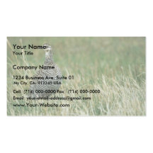 Greater prairie chicken business card
