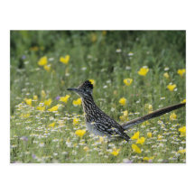 Greater Roadrunner, Geococcyx californianus, Postcards
