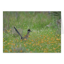Greater Roadrunner, Geococcyx Greeting Card