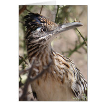 Greater Roadrunner Greeting Card