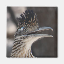 Greater Roadrunner Magnet