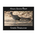 Greater Roadrunner