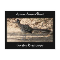 Greater Roadrunner