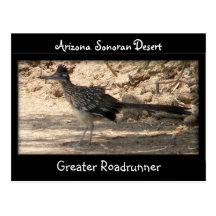 Greater Roadrunner Postcard