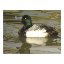Greater Scaup 1 Postcard