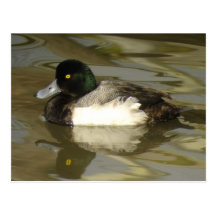 Greater Scaup Postcard