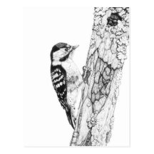 Greater Spotted Woodpecker Postcards