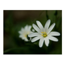 Greater Stitchwort Postcard