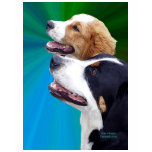 Greater Swiss Mountain Dog and St. Bernard Dog t-shirts