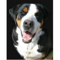 Greater Swiss Mountain Dog: Happy Pin Cut Out