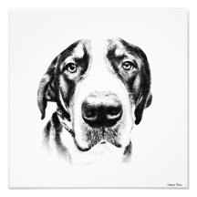 Greater Swiss Mountain Dog Photo