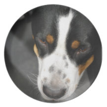 Greater Swiss Mountain Dog Puppy Plate
