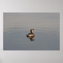 Grebe Posters