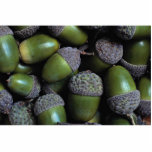 Green Acorn nuts Photo Sculpture