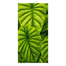 Green Alocasia Cuprea Leaves Hawaii Island Photo Greeting Card