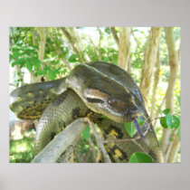 Green Anaconda
