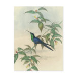 Green and Blue Gould Hummingbird Postcards
