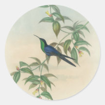 Green and Blue Gould Hummingbird Round Sticker