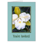 Green and White Cattleya Orchid cards