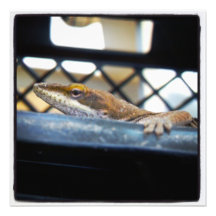 Green Anole Lizard Colour Prints Art Photo